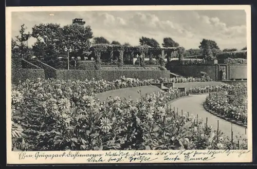 AK Essen, Dahlienarena im Grugapark