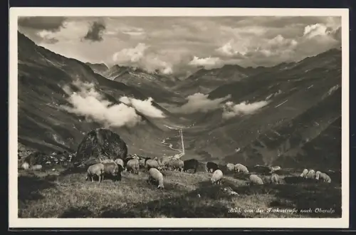 AK Andermatt, Blick von der Furkastrasse nach Oberalp mit Schafen