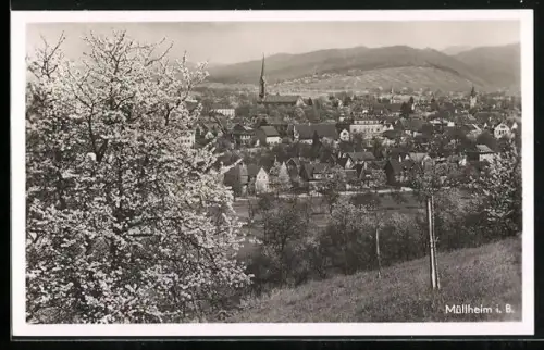 AK Müllheim i. B., Stadtansicht mit blühenden Bäumen und Kirche