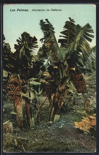 AK Las Palmas, Plantacion de Platanos
