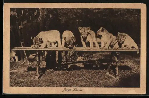 AK Junge Löwen im Zoo