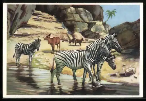 AK Hamburg-Stellingen, Carl Hagenbecks Tierpark, Afrikanische Steppe mit Zebras