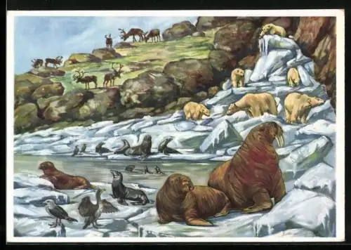 Künstler-AK Hamburg-Stellingen, Carl Hagenbecks Tierpark, Walrosse, Seelöwen, Eisbären