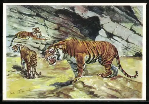AK Altona-Stellingen, Carl Hagenbecks Tierpark, Tiger in der Schlucht