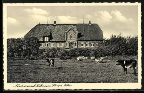 AK Pellworm, Hooger Fähre, Bauernhaus, Weide mit Kühen und Schafen