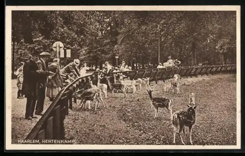 AK Haarlem, Hertenkamp