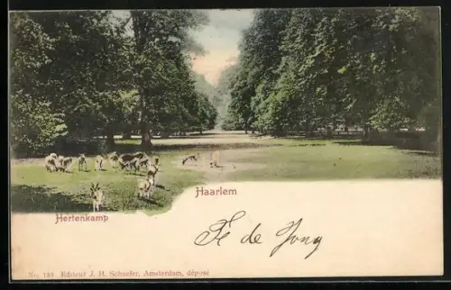 AK Haarlem, Hertenkamp