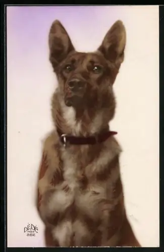 AK Schäferhund blickt in die Ferne, Portrait