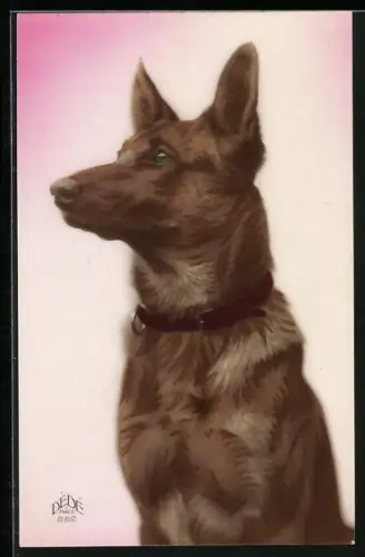 AK Schäferhund blickt zur Seite, Portrait