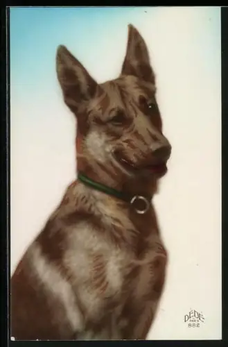 AK Schäferhund mit skeptischem Blick, Portrait