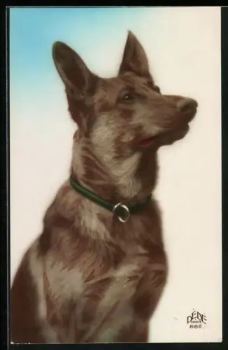 AK Schäferhund mit aufmerksamem Blick, Portrait