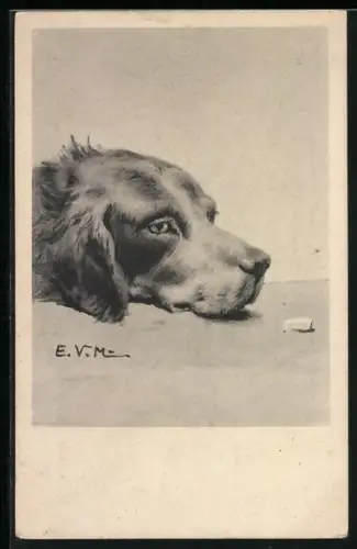 AK Liegernder Jagdhund, Portrait