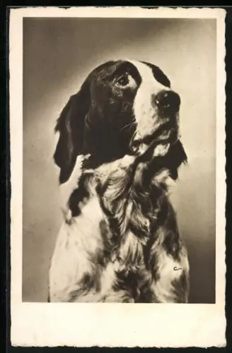 AK Jagdhund mit aufmerksamem Blick, Portrait