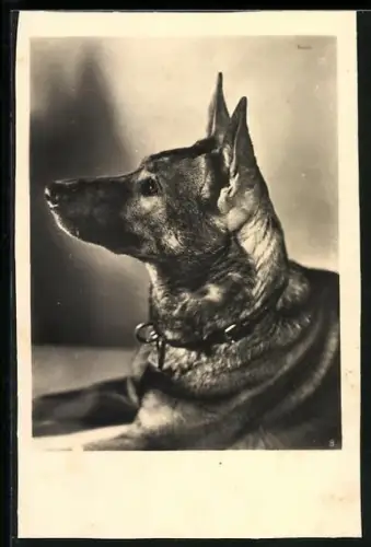 Foto-AK Schäferhund mit kurzem Fell und Halsband