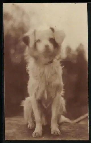 Foto-AK Sitzender junger Hund im Freien, Portrait