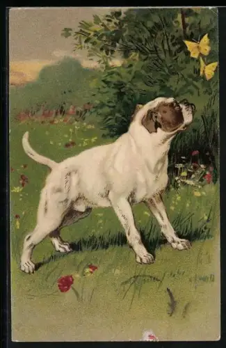 AK Boxer auf Schmetterlingsjagd auf einer Blumenwiese