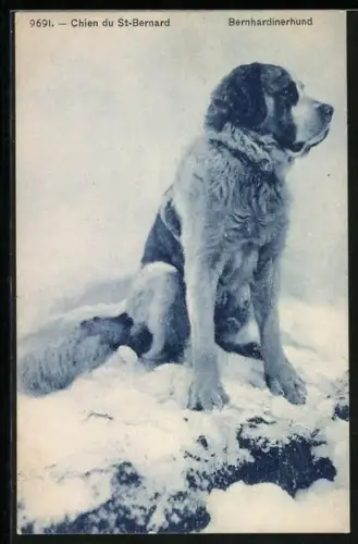 AK Bernhardiner, sitzend im Schnee