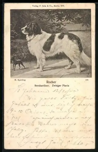 AK Rocher, Bernhardiner, Zwinger Plavia