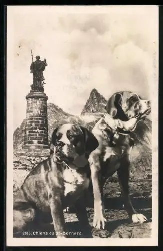 AK Hospice du Grand St-Bernard, Chiens du St-Bernard