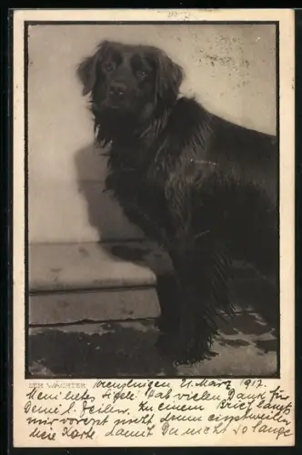 AK Der Wächter, Schwarzer Hund vor einer Wand, Portrait