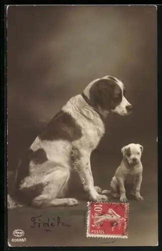 AK Bernhardiner mit einem kleinen Gefährten