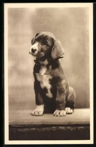 AK Jagdhundwelpe mit kräftigen Pfoten, Portrait
