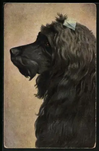 AK Pudel im Portrait