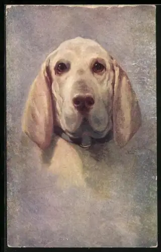 AK Weisser Jagdhund mit hängenden Ohren, Portrait