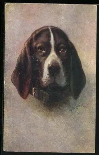 AK Jagdhund mit Halsband, Kopf, Portrait