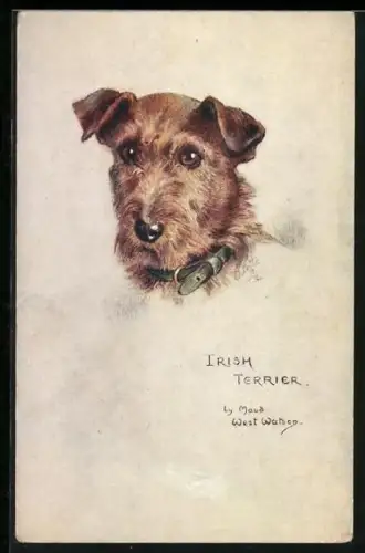 Künstler-AK wunderschöner Irish Terrier mit grünem Lederhalsband