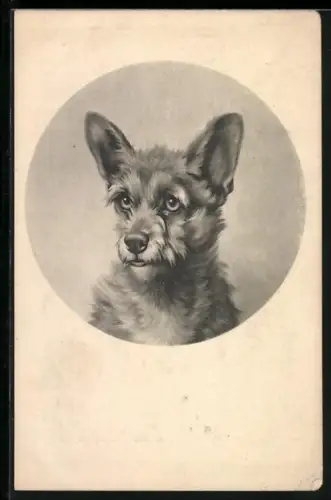 AK Portrait eines Hundes mit grossen Ohren