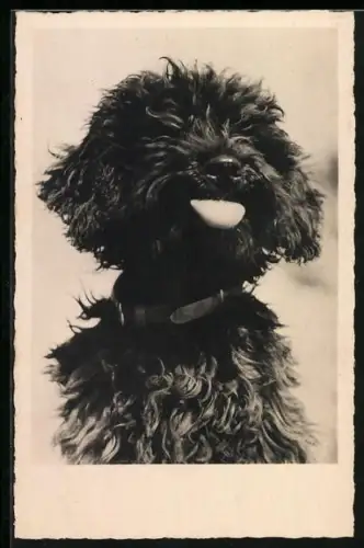 AK Schwarzer Terrier mit hängender Zunge, Portrait
