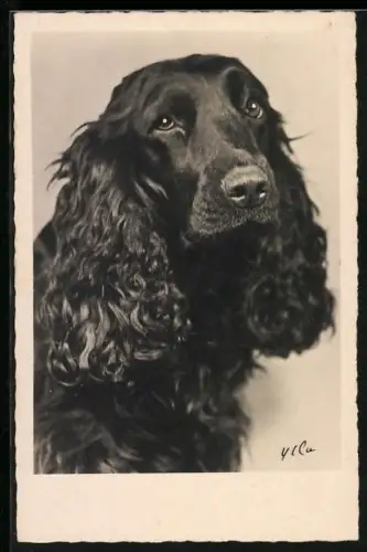 AK Schwarzer Spaniel mit treuem Blick, Portrait
