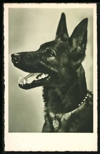 AK Schäferhund mit langem Hals und geöffneter Schnauze, Portrait