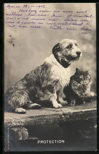 AK Protection, Terrier und Katze, Tierfreundschaft