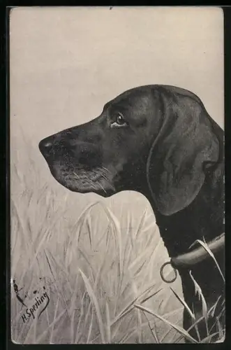 AK Jagdhund auf einer Wiese, Portrait