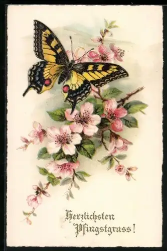 AK Schmetterling an einem Zweig mit rosafarbenen Blüten, Pfingstgruss