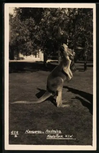 AK Australia, Koala Park NSW, Kangaroo