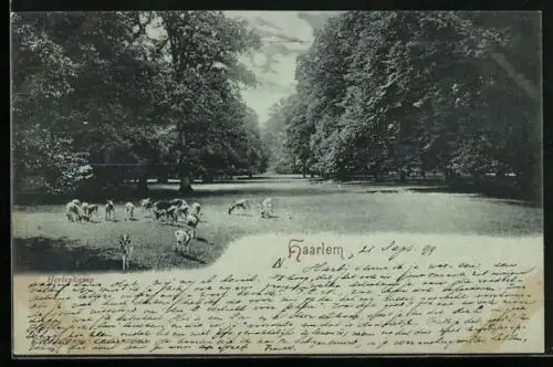 Mondschein-AK Haarlem, Hertenkamp