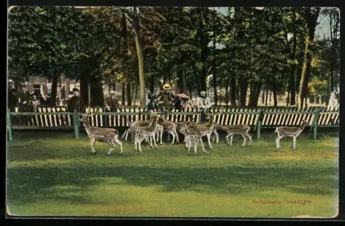AK Haarlem, Hertenkamp