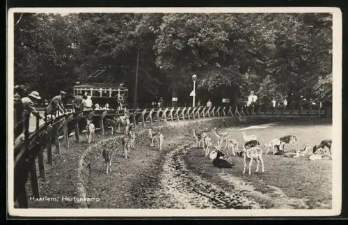 AK Haarlem, Hertenkamp
