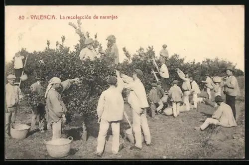 AK Valencia, La recolección de naranjas, Spanier ernten Orangen