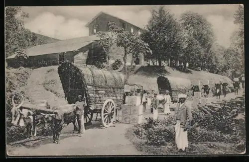 AK Ceylon, Abtransport des Tees mit Ochsenkarren