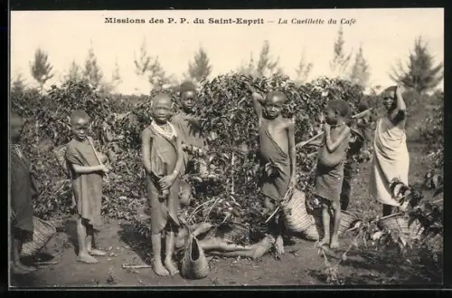 AK Mission des P. P. du Saint-Esprit, La Cueillette du Café, afrikanische Kinder auf der Kaffee Plantage
