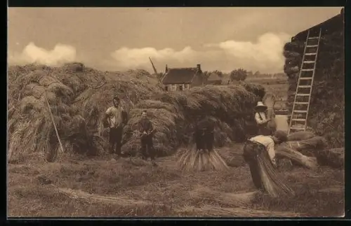 AK La culture du Lin, Entassement, Flachs-Ernte