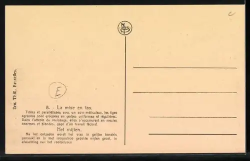 AK La culture du Lin, Entassement, Flachs-Ernte