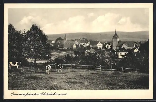 AK Schledehausen / Bissendorf, Ortsansicht mit Kühen
