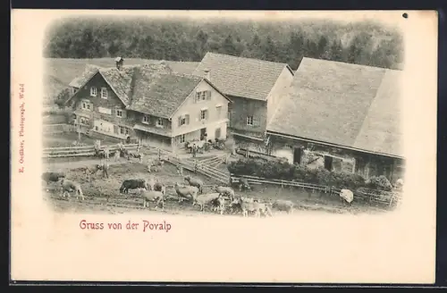 AK Wald /ZH, Povalp, Bauernhäuser und Kühe vom Berghang aus gesehen um 1900