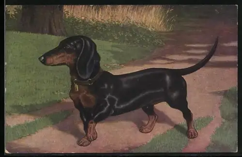 AK Selbstbewusster Dackel unterwegs auf einem Weg im Grünen