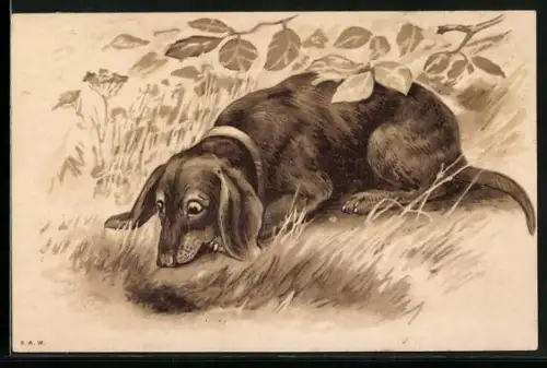 Passepartout-Lithographie Liegender Dackel beobachtet den Boden